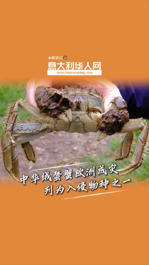 巴雷拉与普赖斯赛场冲突引热议 裁判介入劝阻